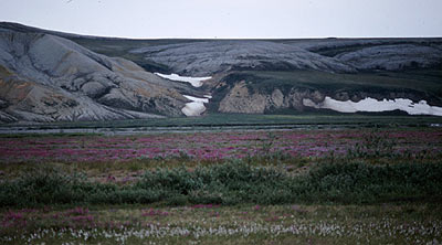 Snow and wildflowers on the arctic coastal plain, not far from Prudhoe Bay, by Nick Lawrence