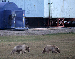 Two grizzly bears go for a morning jaunt through the wilds of Prudhoe Bay, by Nick Lawrence