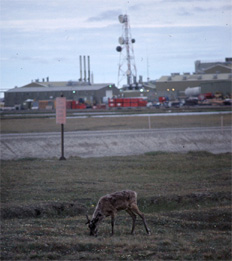 A lone caribou grazes in the middle of the Prudhoe Bay oilfields, by Nick Lawrence