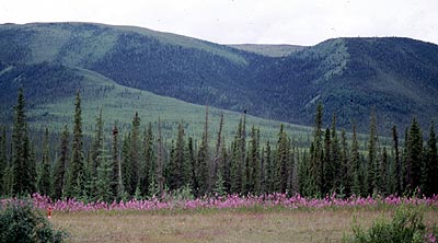 Fireweed and spruce trees in the Brooks Range foothills, by Nick Lawrence